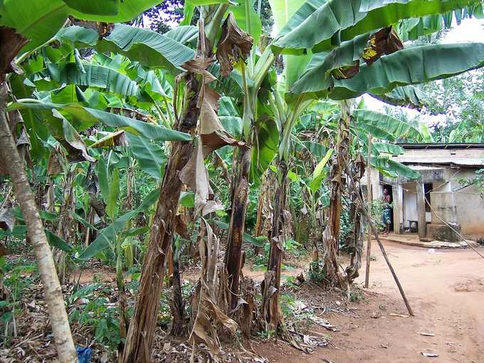 A Zanzibar spice farm