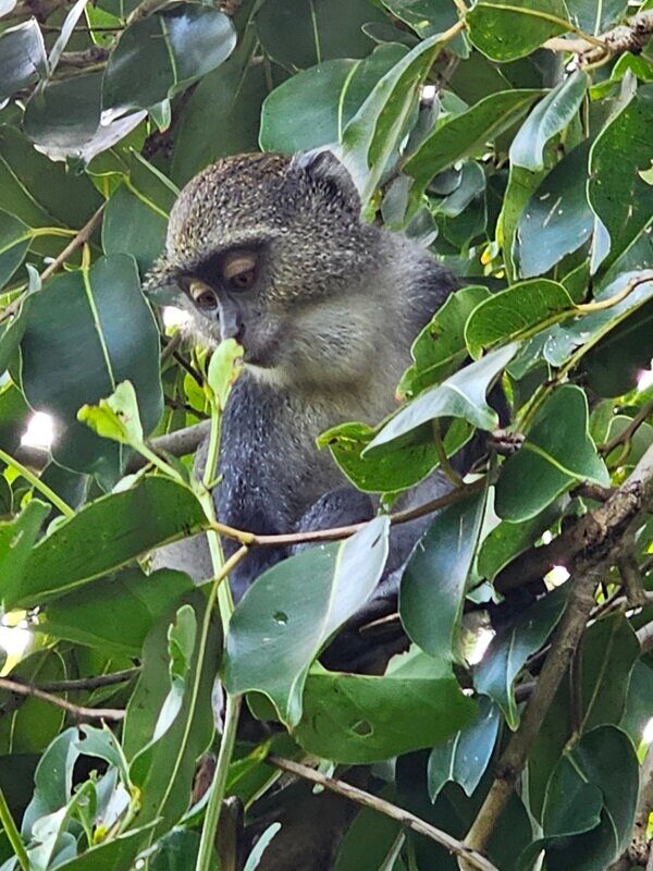 Blue monkey perched in a tree at Jozani forest