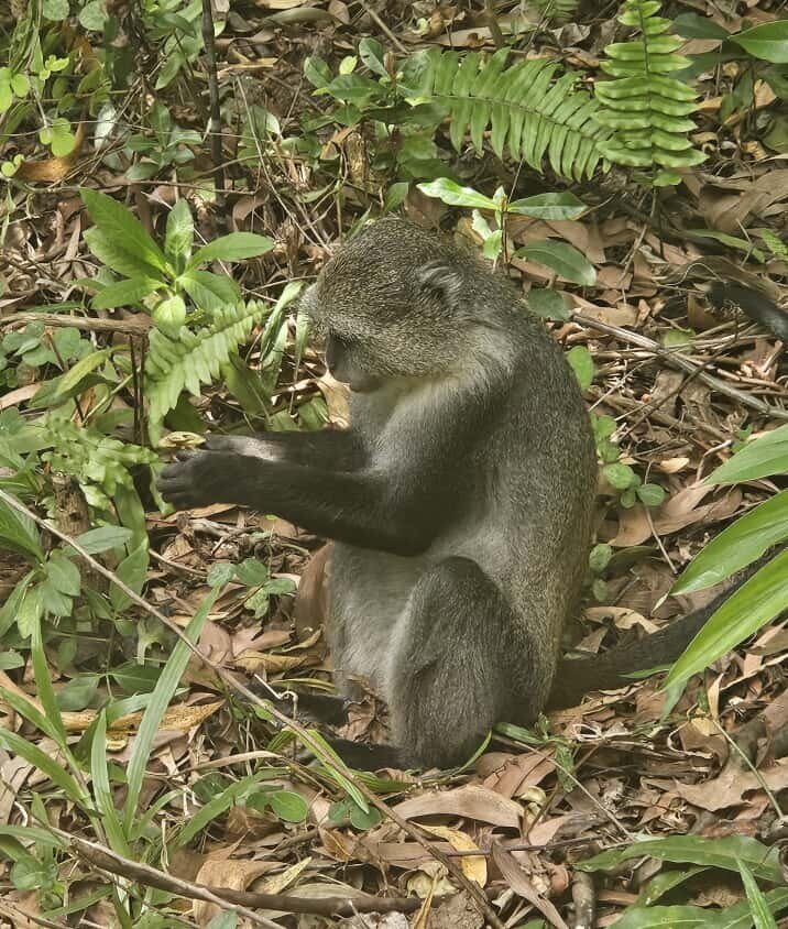A blue monkey on the forest floor at Jozani
