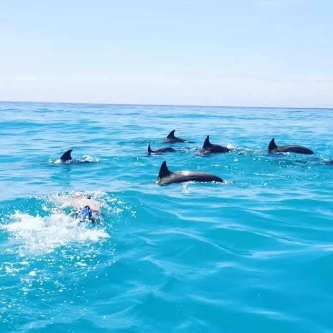 Dolphins surfacing beside a swimmer near Kizimkazi