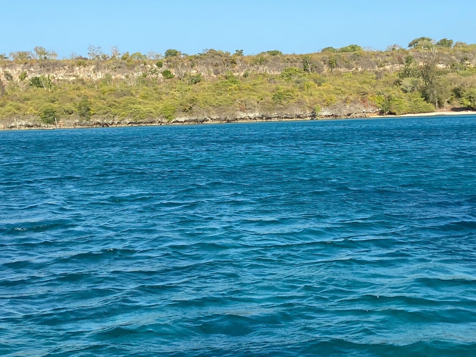 Forested Zanzibar coastline seen from a passing boat
