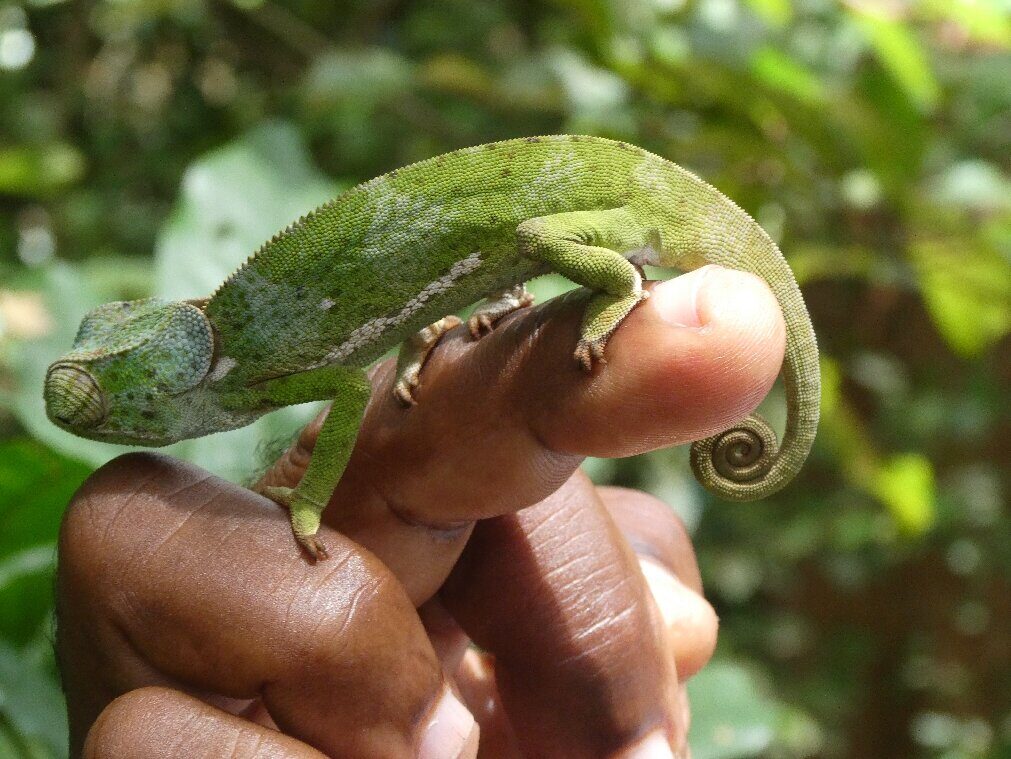 A tiny chameleon in the coastal forest