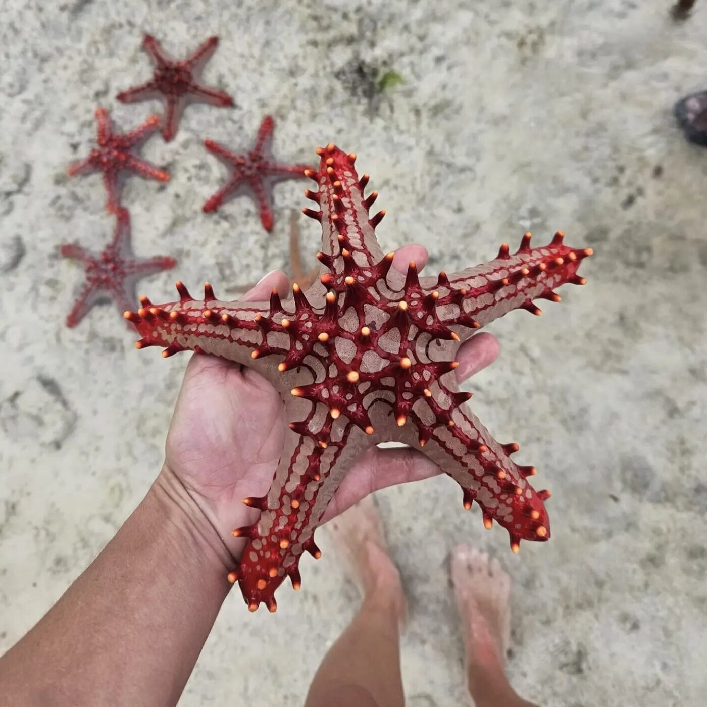 A red-knobbed starfish in the shallows
