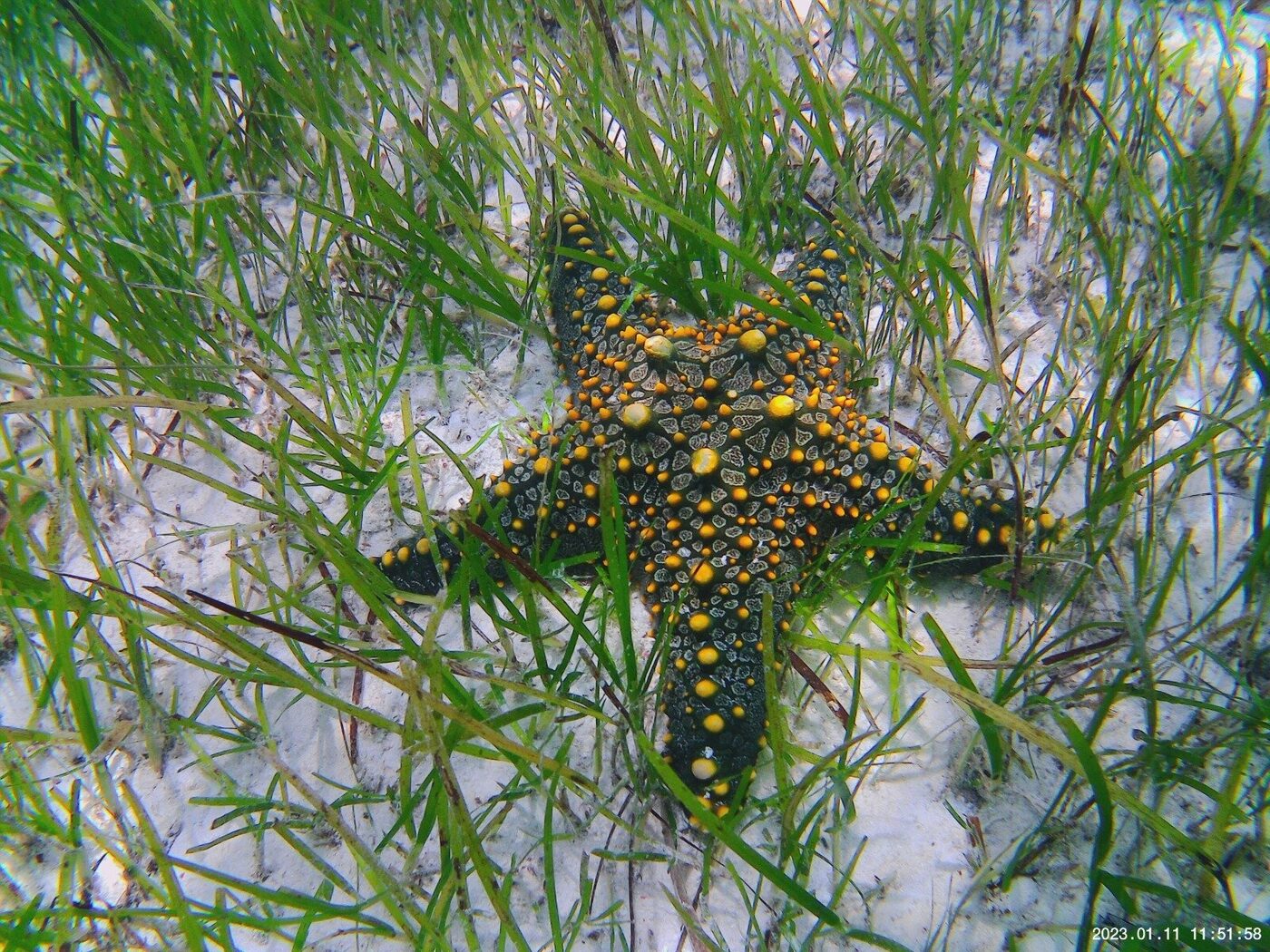A knobbly starfish resting in the seagrass