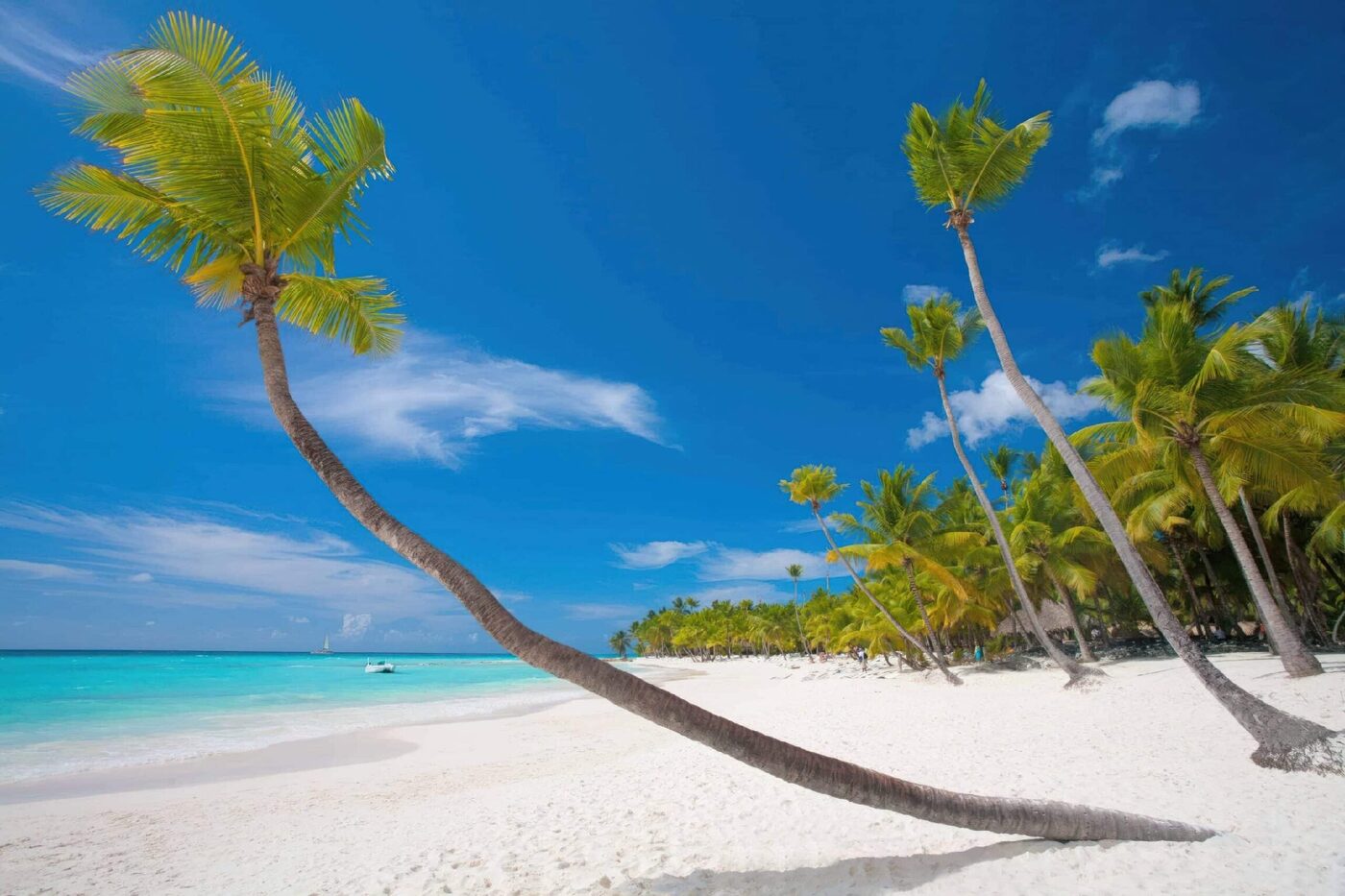 Leaning palms over a quiet white-sand beach