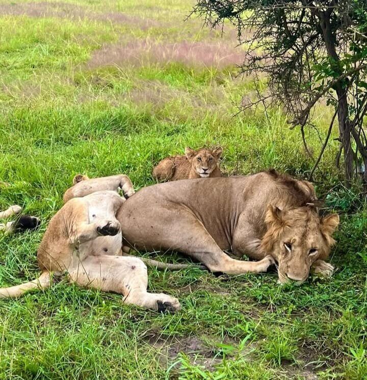 7-Day Serengeti Classic Safari with Zanzibar
