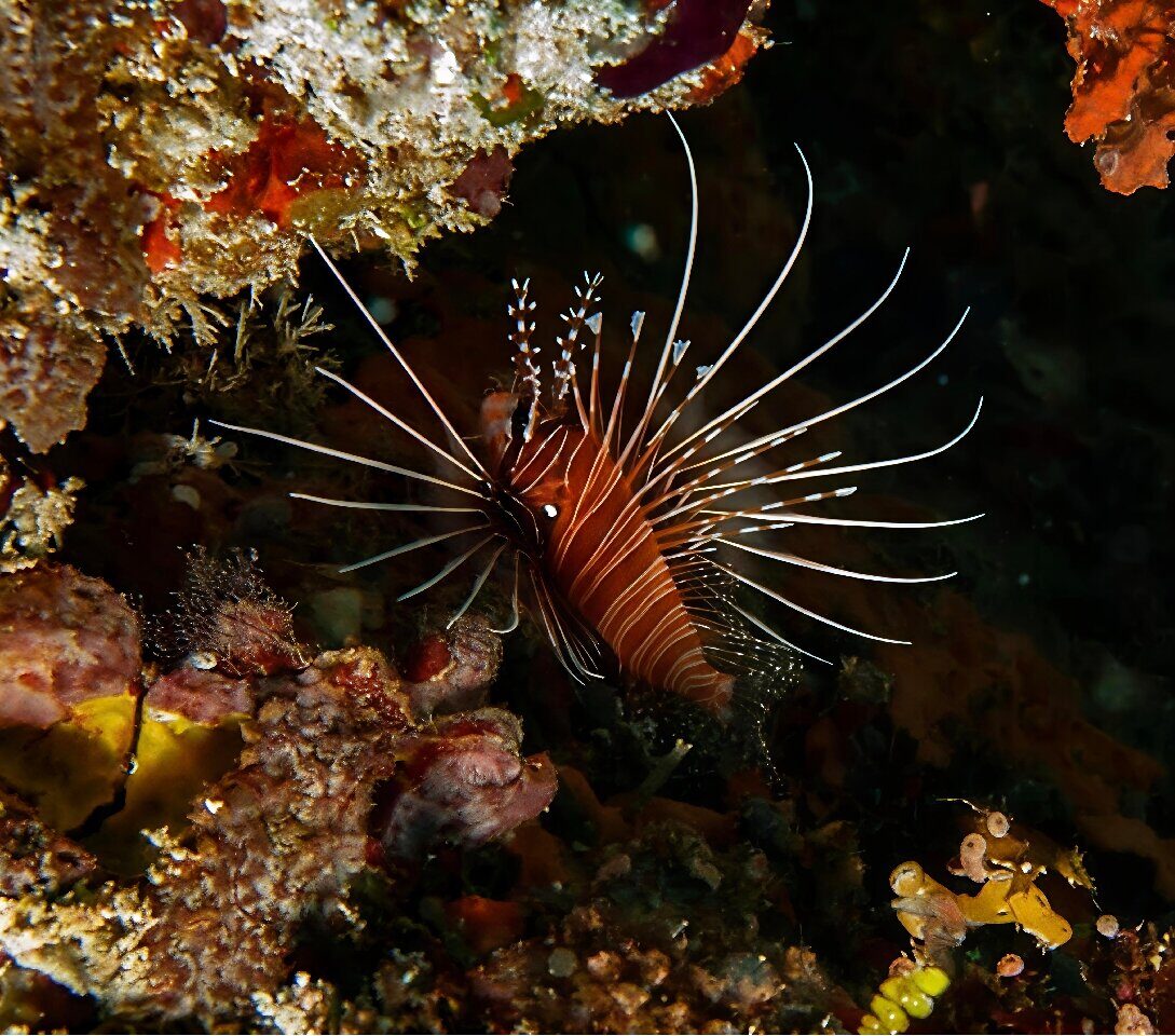 Lionfish hovering over a colorful Zanzibar coral reef
