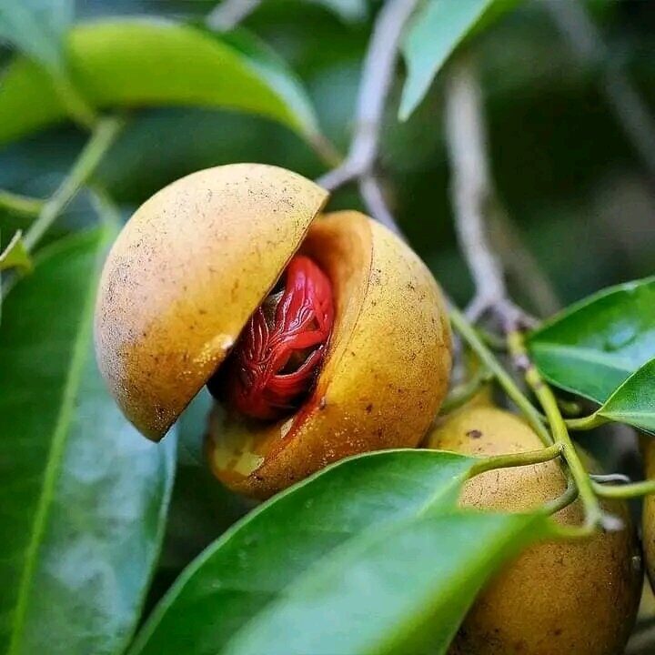 Nutmeg fruit with red mace growing on a Zanzibar spice farm