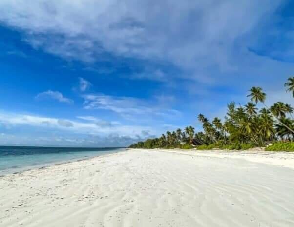 Palm-lined white sand beach along the Zanzibar coast