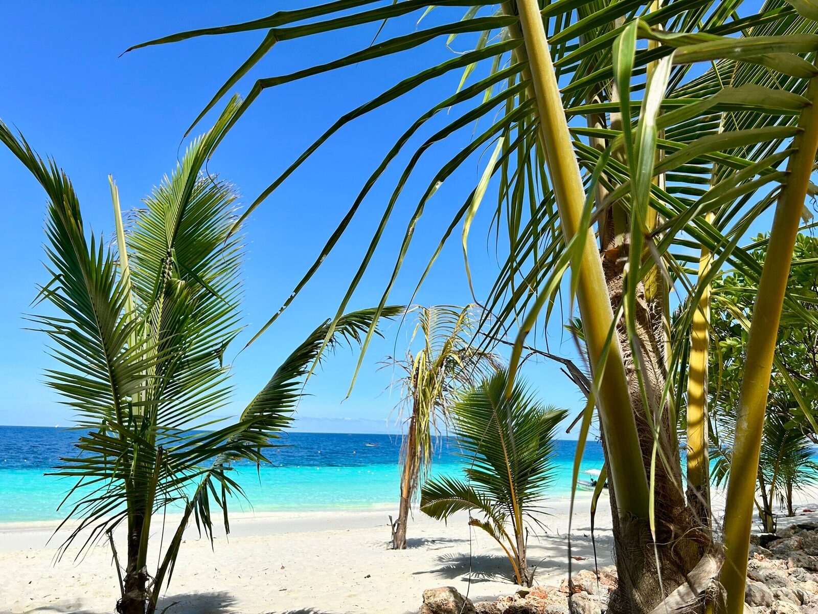 Palm trees framing a turquoise Zanzibar beach