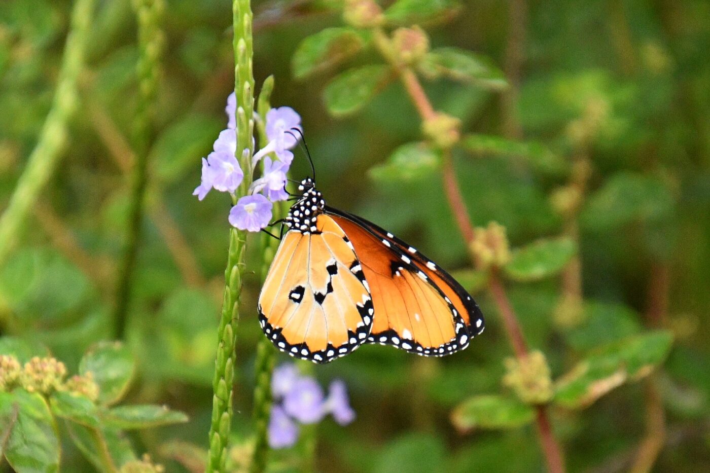 A plain tiger butterfly among wildflowers