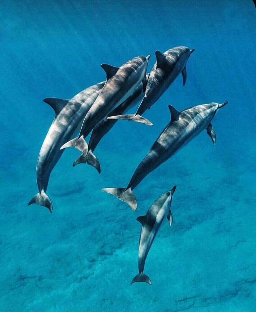 Pod of dolphins swimming underwater off Zanzibar
