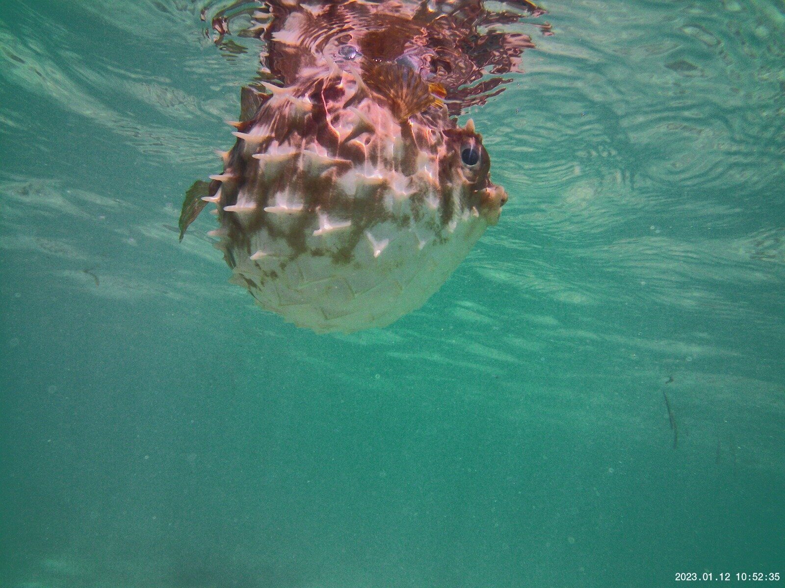 Porcupinefish swimming in clear Zanzibar dive waters