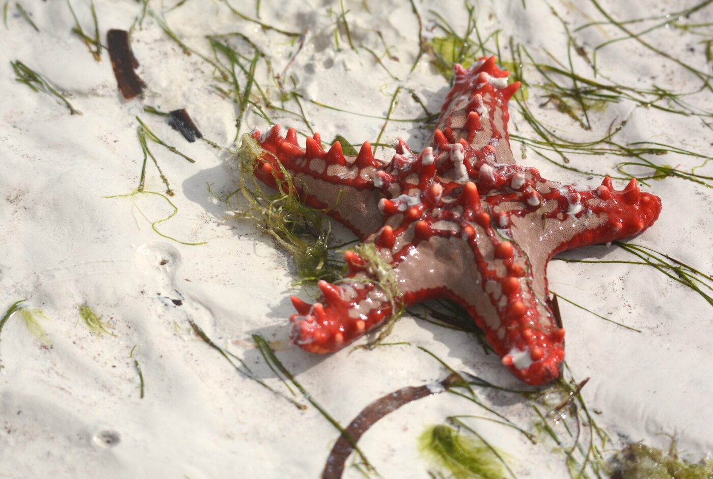 A red-knobbed starfish on the sea floor