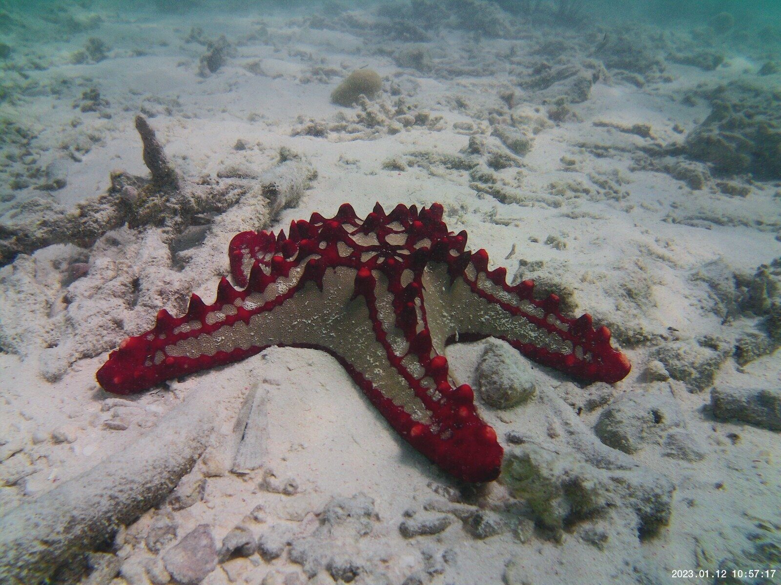 Red-knobbed starfish resting underwater at a Zanzibar reef