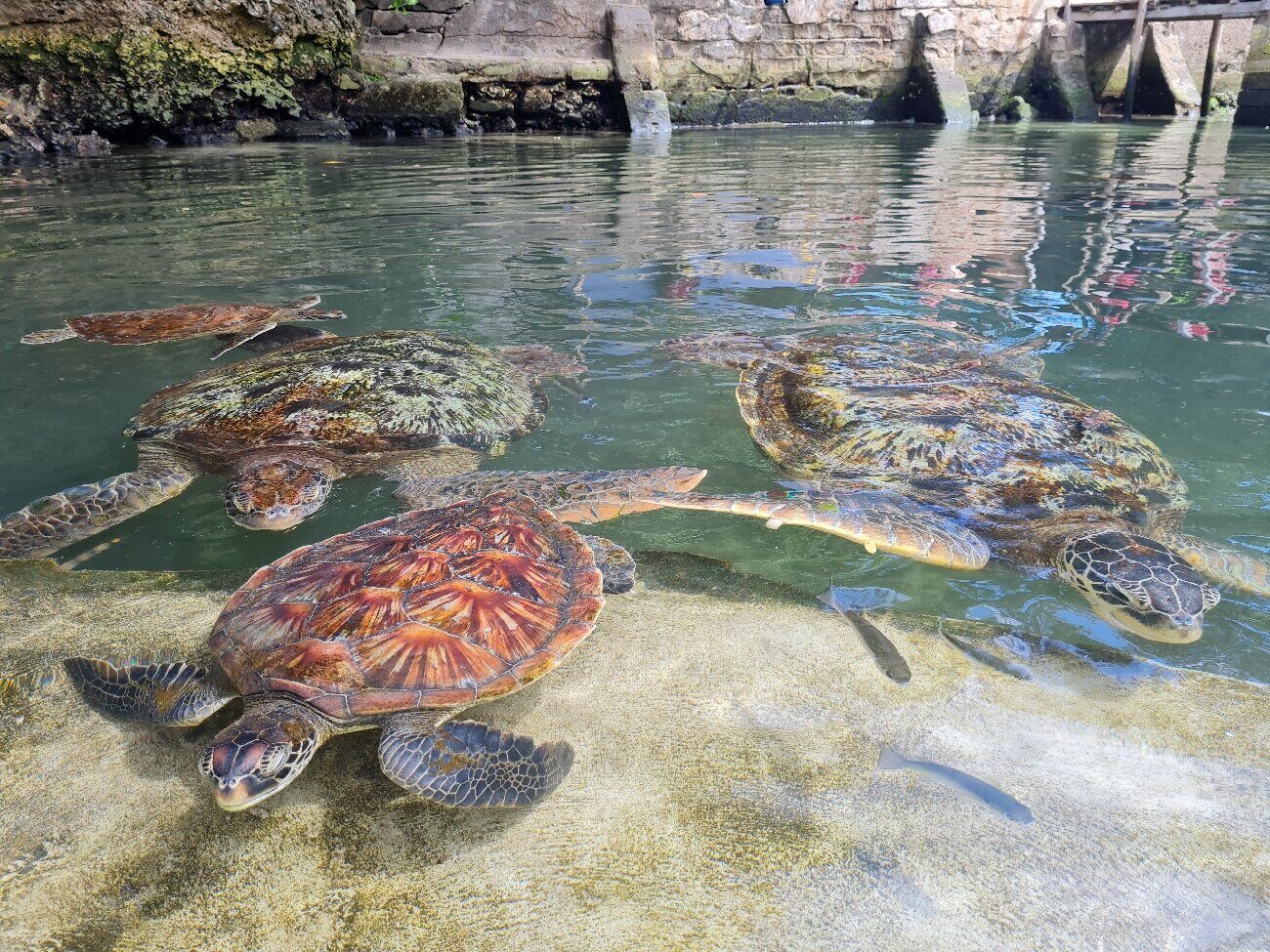 Sea turtles in a coastal lagoon sanctuary