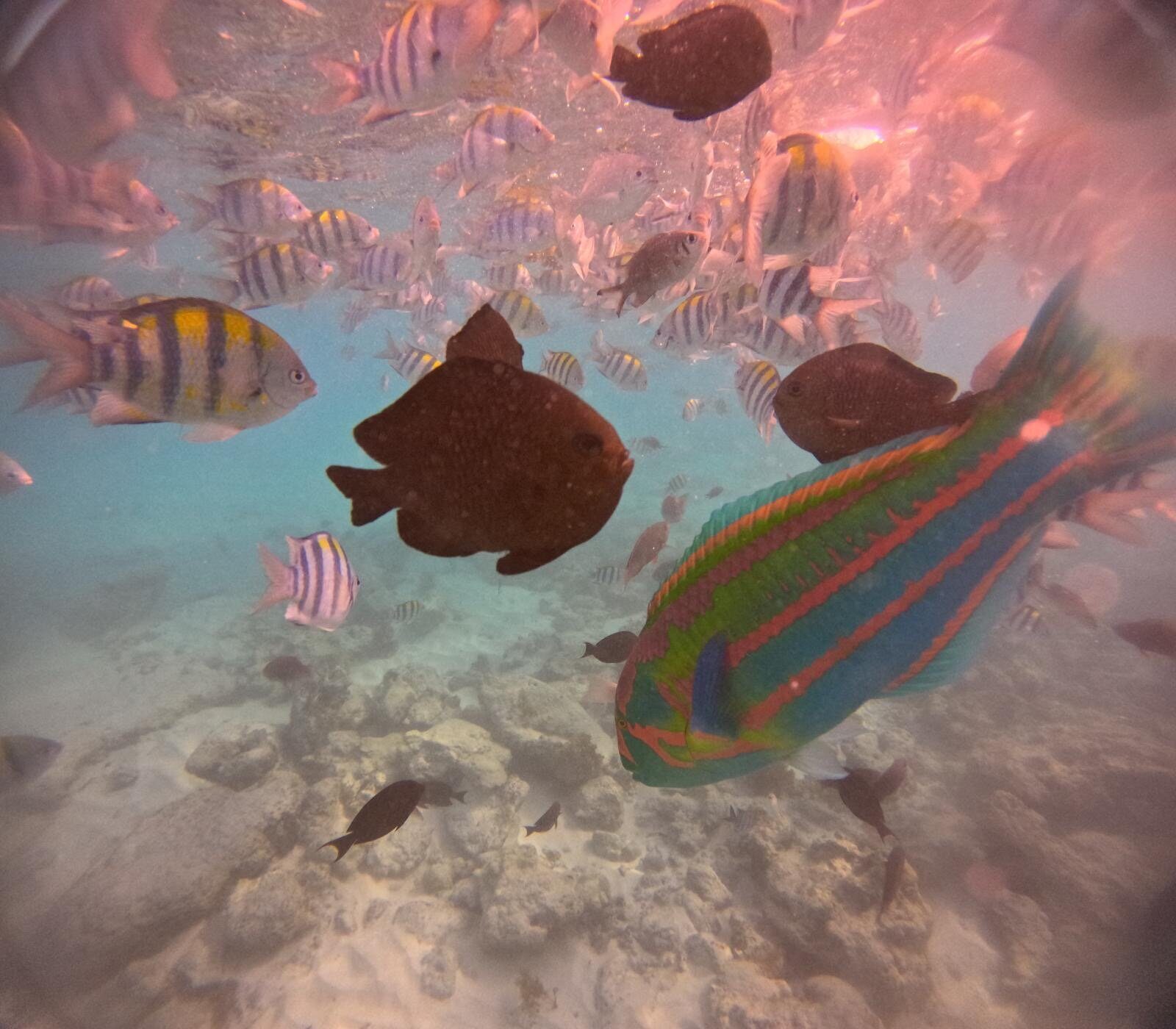Snorkeler gliding among schooling reef fish at a coral park