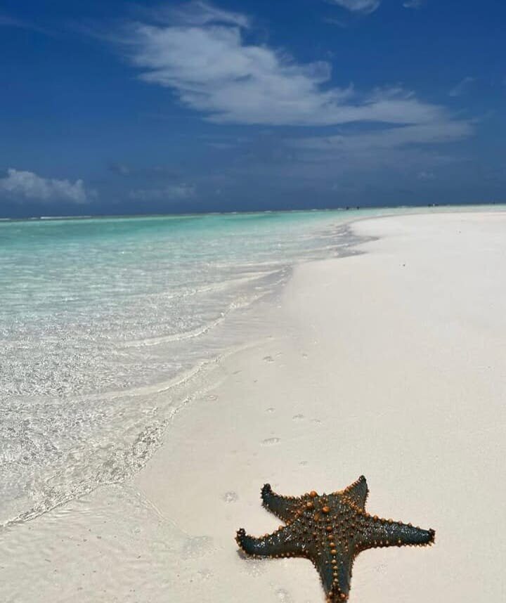 A starfish on a bright white sandbank
