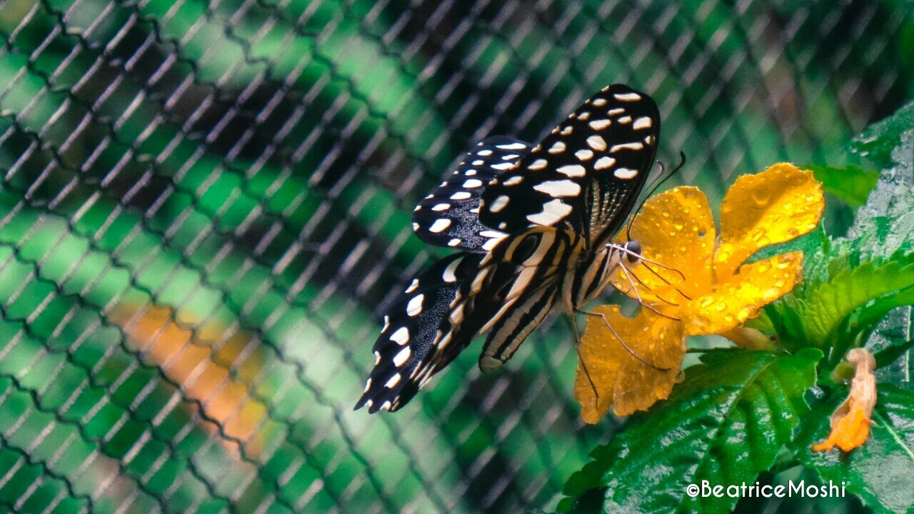 A swallowtail butterfly on a forest flower