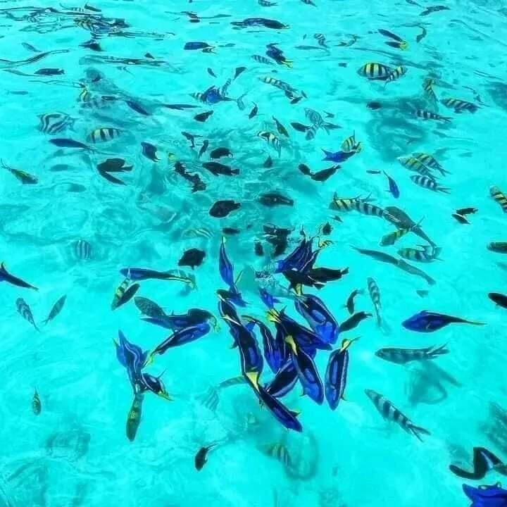 Tropical fish in clear shallow water off Zanzibar