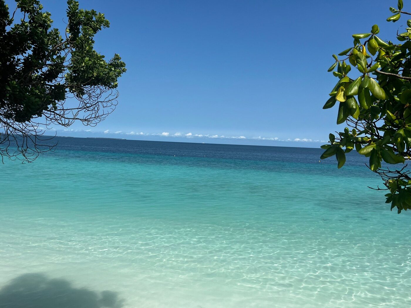 Turquoise sea framed by coastal trees
