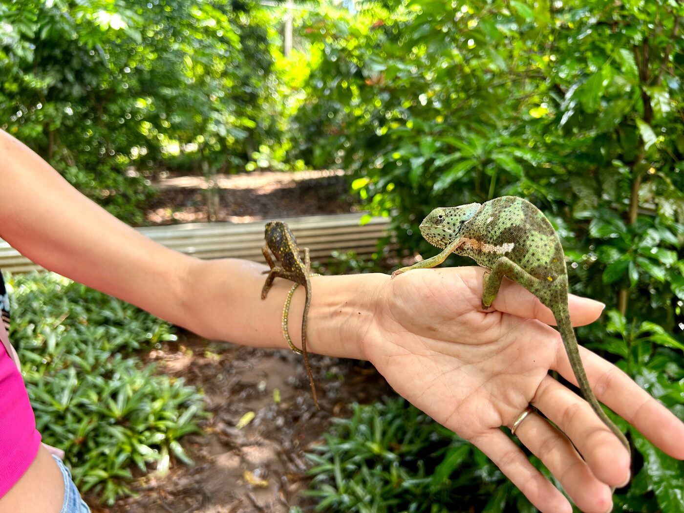 Chameleons are common in Zanzibar's forests