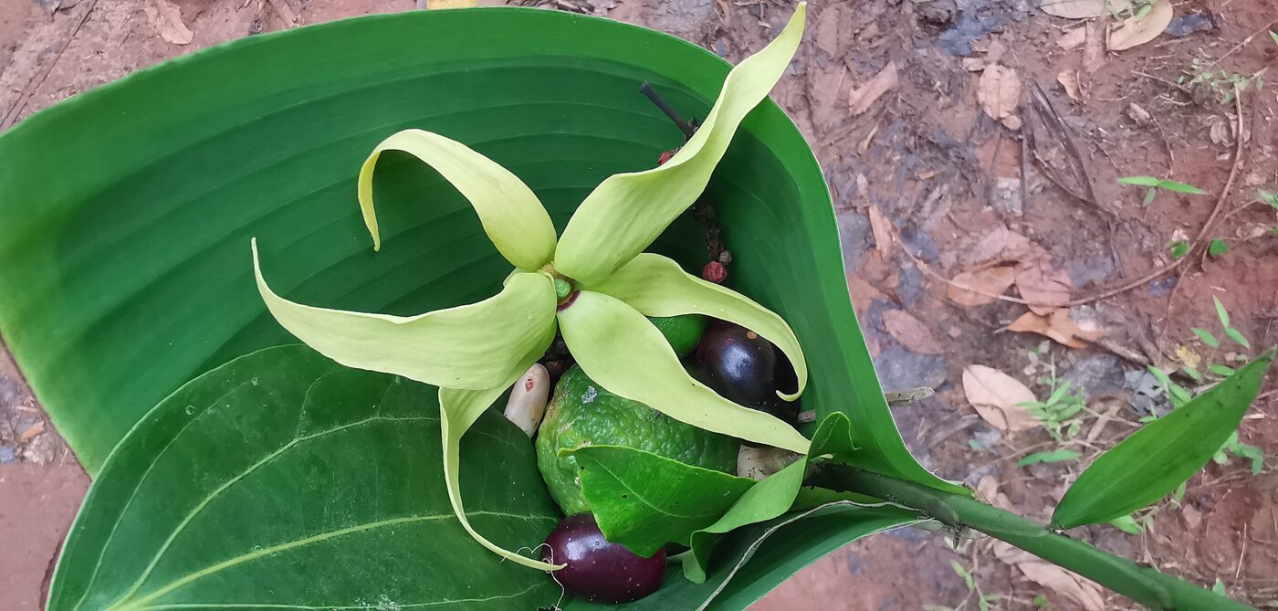 Ylang-ylang from a Zanzibar spice farm
