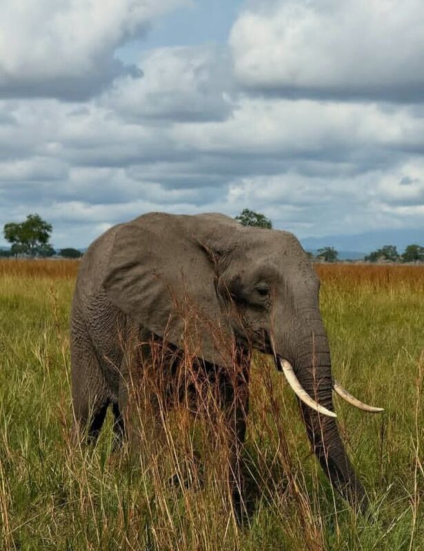 An elephant in savanna grassland on the Tanzanian mainland