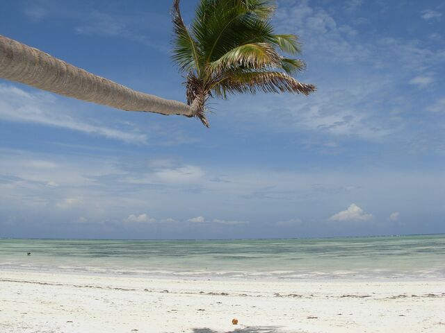 A leaning palm over an empty beach