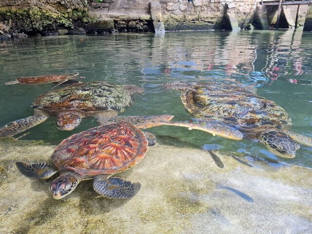 Sea turtles in a coastal lagoon