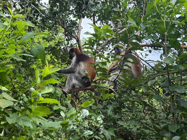 Zanzibar red colobus monkeys in Jozani Forest